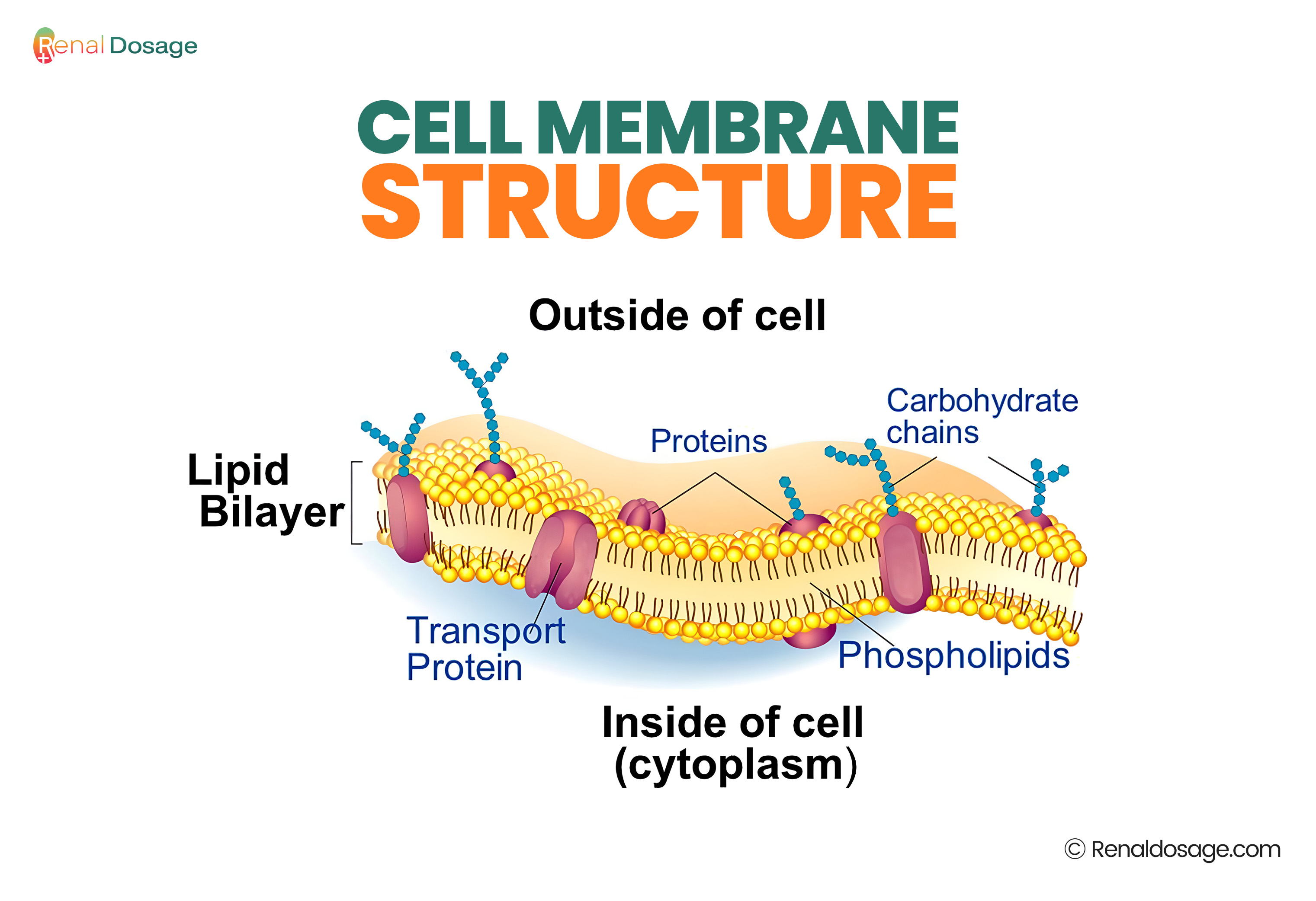 Cell Membrane Structure